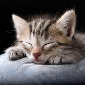 Se Desarrollan Notas Armonizadas