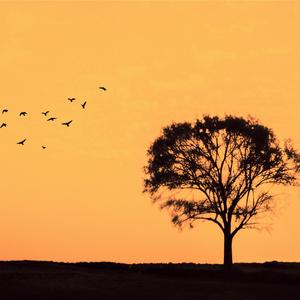 We fly away (chill & deep house)