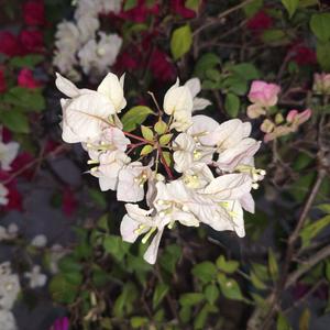 年少暗恋的遗憾