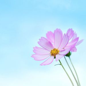 丫头（相信阳光）