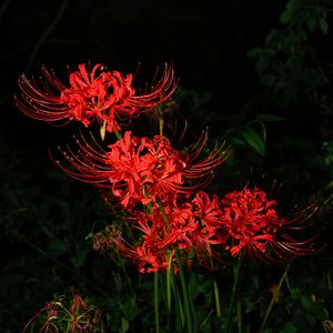 [FREE] “因果” SASIOVERLXRD TYPE BEAT