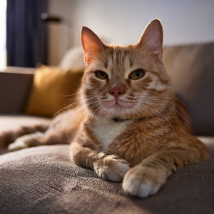 The Soft Leap Of Grace