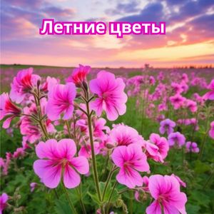 Летние дни на свежем воздухе