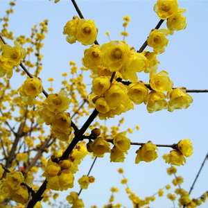 重生（唱：Winnie）（翻自 这份爱）