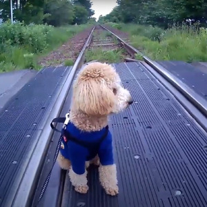 ちょろいわ (feat. 可不)