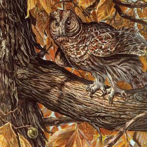 Owls