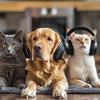 Animal Melody Wizard - Relaxing Melody for Pets