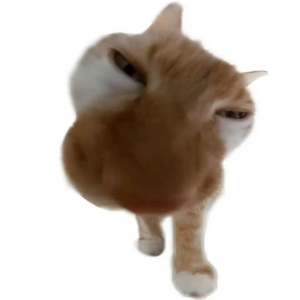 他们朝我扔哈基米