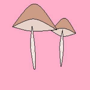 Mushrooms