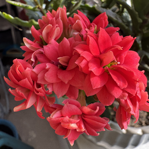 苗 - 做回我自己 - 1775298769.mp3