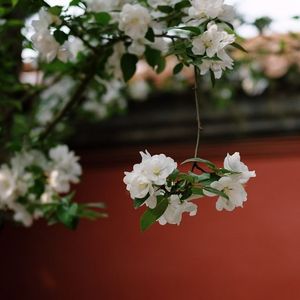 车臣摇（巴巴贝斯TheBass）