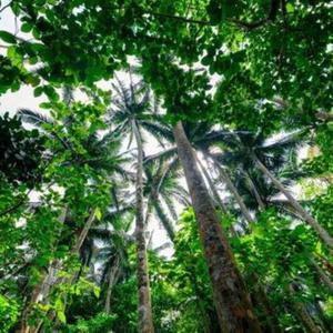 神々の託宣２（改訂版）