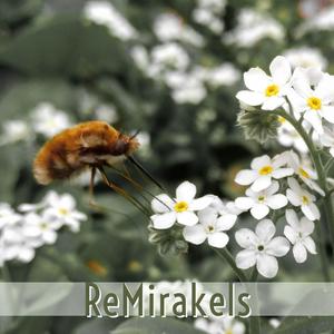 Hate My Wings (Alt. ReMirakels ver.)