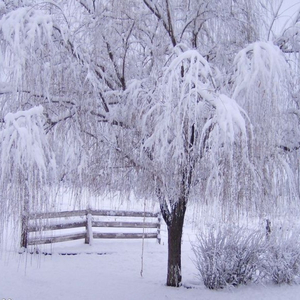 ნახე როგორ თოვს
