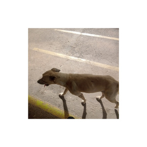 Meu pequeno guardião