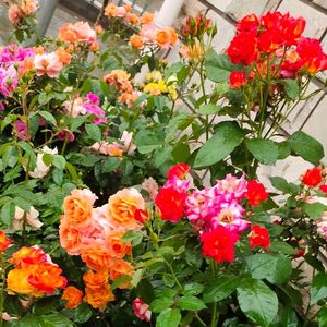 白衣天使-游先福