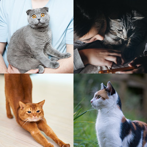 温和放松的猫梦想