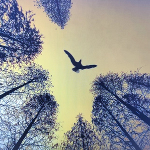 往北飞！Pop Rock Beat