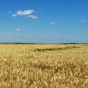 Батьківщина (2016) (2026 Remastered Version)