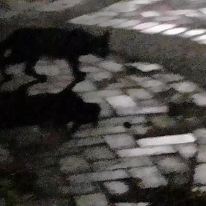 一个自大的人写给一个打趣说自己是猫的女孩，但不是给她