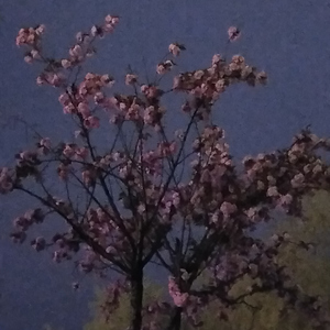 雪碧（Prod by Young oz）