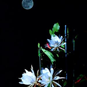 Moonflower
