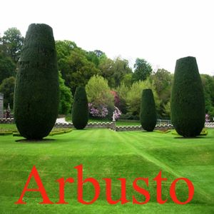 Arbusto