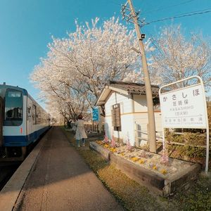 恋火－Ｋａｓａｓｈｉｈｏ－