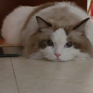 不枉（降调版）