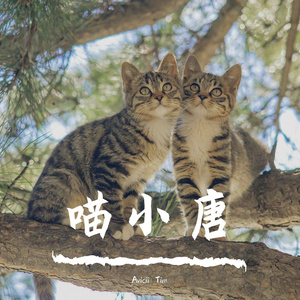 小猫捉迷藏
