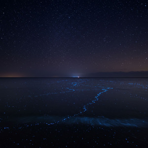 ヴァイオリンとウクレレが奏でる星降る夜