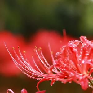 烟雨行舟（翻唱：司南）