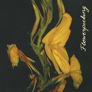 Oenothera