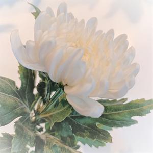 My grandmother2(천국으로)