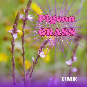 バーガンディーローズ