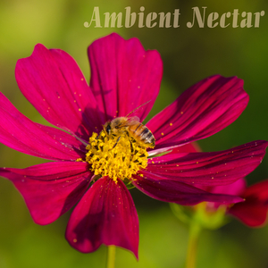 Grace (Feat. Amina Julien)