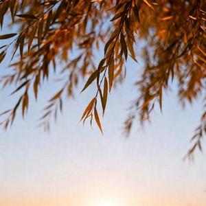 谢谢你来过