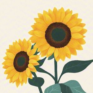 SUNFLOWER向日葵