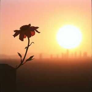 野花吻不到晚霞 田园