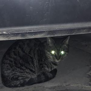 红豆（Cover 方大同）