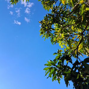 Os Três Jovens Hebreus ( Moda de Viola)