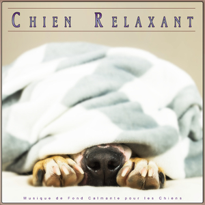 Douceur de la recharge Piano Musique pour chien