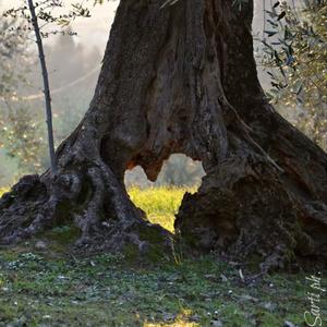 心许百年 音音子