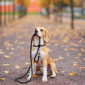 お散歩に行こう