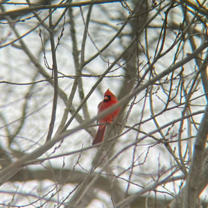 Cardinal