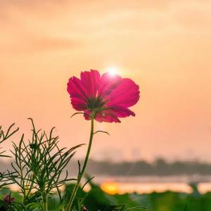 爱江山更爱美人（翻自 小阿枫）