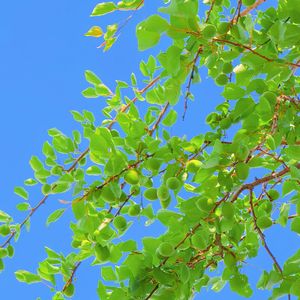 清风醉（纯音乐）