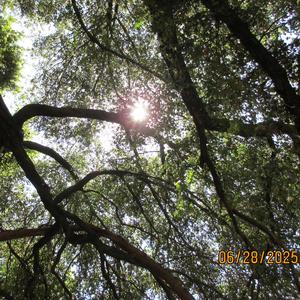 Bless Up (Worldwide Celebration Remix)