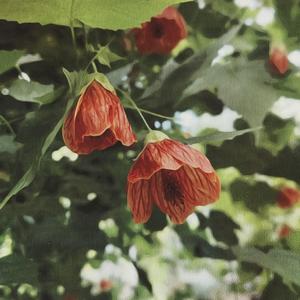 Bevrijding (feat. Jef Hendrikx)