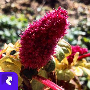 花花轿子接新娘 (现场)